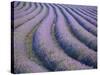 Lavender Field, Provence-Alpes-Cote D'Azur, France-Doug Pearson-Stretched Canvas