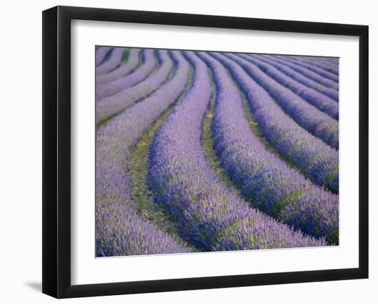 Lavender Field, Provence-Alpes-Cote D'Azur, France-Doug Pearson-Framed Photographic Print