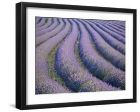 Lavender Field, Provence-Alpes-Cote D'Azur, France-Doug Pearson-Framed Photographic Print