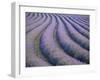 Lavender Field, Provence-Alpes-Cote D'Azur, France-Doug Pearson-Framed Photographic Print