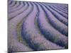 Lavender Field, Provence-Alpes-Cote D'Azur, France-Doug Pearson-Mounted Photographic Print