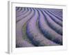 Lavender Field, Provence-Alpes-Cote D'Azur, France-Doug Pearson-Framed Photographic Print