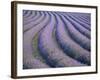 Lavender Field, Provence-Alpes-Cote D'Azur, France-Doug Pearson-Framed Photographic Print