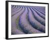 Lavender Field, Provence-Alpes-Cote D'Azur, France-Doug Pearson-Framed Photographic Print