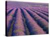 Lavender Field, Provence-Alpes-Cote D'Azur, France-Doug Pearson-Stretched Canvas