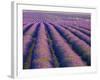 Lavender Field, Provence-Alpes-Cote D'Azur, France-Doug Pearson-Framed Photographic Print