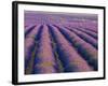 Lavender Field, Provence-Alpes-Cote D'Azur, France-Doug Pearson-Framed Photographic Print