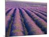 Lavender Field, Provence-Alpes-Cote D'Azur, France-Doug Pearson-Mounted Photographic Print