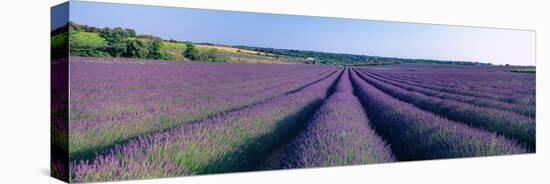 Lavender Field, Provence-Alpes-Cote D'Azur, France-null-Stretched Canvas