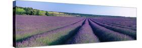 Lavender Field, Provence-Alpes-Cote D'Azur, France-null-Stretched Canvas