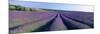 Lavender Field, Provence-Alpes-Cote D'Azur, France-null-Mounted Premium Photographic Print