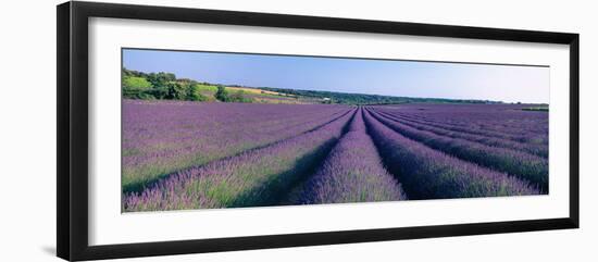 Lavender Field, Provence-Alpes-Cote D'Azur, France-null-Framed Photographic Print