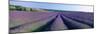 Lavender Field, Provence-Alpes-Cote D'Azur, France-null-Mounted Photographic Print