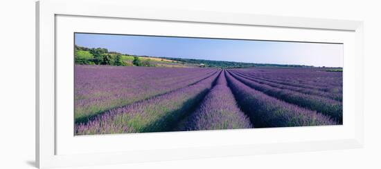 Lavender Field, Provence-Alpes-Cote D'Azur, France-null-Framed Photographic Print