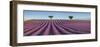 Lavender field, Provence, France-Frank Krahmer-Framed Giclee Print