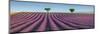 Lavender field, Provence, France-Frank Krahmer-Mounted Giclee Print