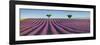 Lavender field, Provence, France-Frank Krahmer-Framed Giclee Print