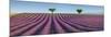 Lavender field, Provence, France-Frank Krahmer-Mounted Giclee Print