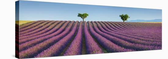 Lavender field, Provence, France-Frank Krahmer-Stretched Canvas