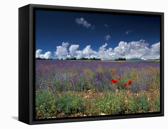 Lavender Field, Provence, France-Gavriel Jecan-Framed Stretched Canvas