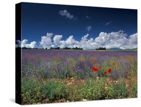 Lavender Field, Provence, France-Gavriel Jecan-Stretched Canvas