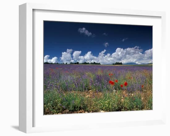 Lavender Field, Provence, France-Gavriel Jecan-Framed Premium Photographic Print
