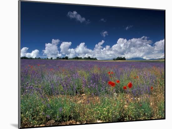 Lavender Field, Provence, France-Gavriel Jecan-Mounted Premium Photographic Print