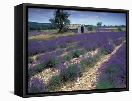 Lavender Field, Provence, France-Gavriel Jecan-Framed Stretched Canvas