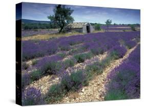 Lavender Field, Provence, France-Gavriel Jecan-Stretched Canvas