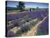 Lavender Field, Provence, France-Gavriel Jecan-Stretched Canvas