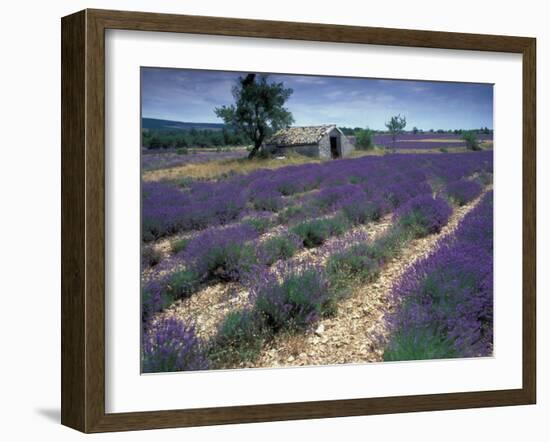 Lavender Field, Provence, France-Gavriel Jecan-Framed Premium Photographic Print