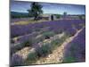 Lavender Field, Provence, France-Gavriel Jecan-Mounted Premium Photographic Print