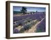 Lavender Field, Provence, France-Gavriel Jecan-Framed Photographic Print