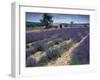 Lavender Field, Provence, France-Gavriel Jecan-Framed Photographic Print