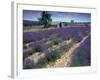 Lavender Field, Provence, France-Gavriel Jecan-Framed Photographic Print