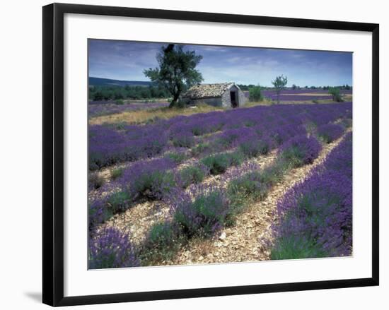 Lavender Field, Provence, France-Gavriel Jecan-Framed Photographic Print