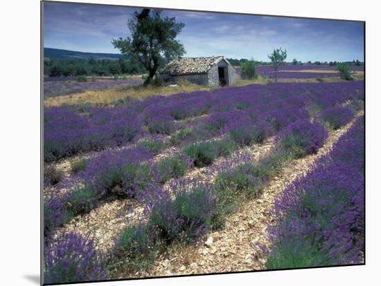 Lavender Field, Provence, France-Gavriel Jecan-Mounted Photographic Print