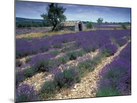 Lavender Field, Provence, France-Gavriel Jecan-Mounted Photographic Print