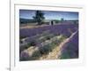 Lavender Field, Provence, France-Gavriel Jecan-Framed Photographic Print