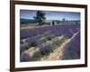 Lavender Field, Provence, France-Gavriel Jecan-Framed Photographic Print