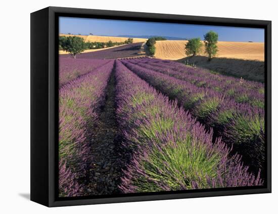 Lavender Field, Provence, France-Gavriel Jecan-Framed Stretched Canvas