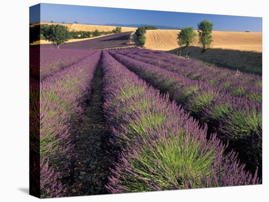 Lavender Field, Provence, France-Gavriel Jecan-Stretched Canvas