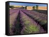 Lavender Field, Provence, France-Gavriel Jecan-Framed Stretched Canvas