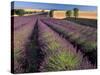 Lavender Field, Provence, France-Gavriel Jecan-Stretched Canvas