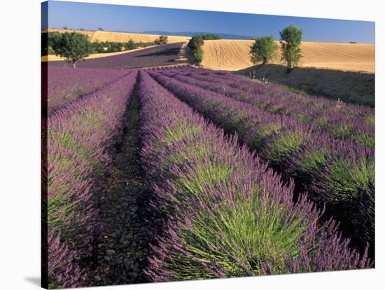 Lavender Field, Provence, France-Gavriel Jecan-Stretched Canvas