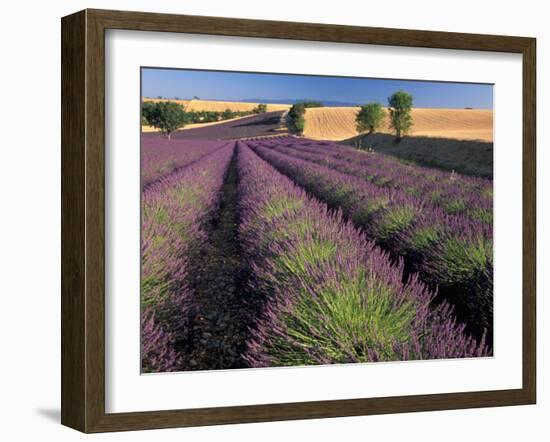 Lavender Field, Provence, France-Gavriel Jecan-Framed Premium Photographic Print