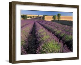 Lavender Field, Provence, France-Gavriel Jecan-Framed Premium Photographic Print