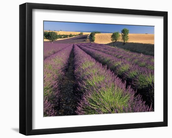 Lavender Field, Provence, France-Gavriel Jecan-Framed Premium Photographic Print