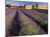 Lavender Field, Provence, France-Gavriel Jecan-Mounted Premium Photographic Print