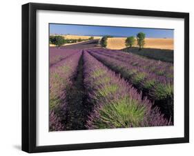 Lavender Field, Provence, France-Gavriel Jecan-Framed Photographic Print